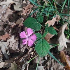 Dianthus seguieri