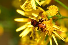 Sicus ferrugineus