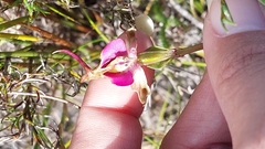 Disperis capensis capensis