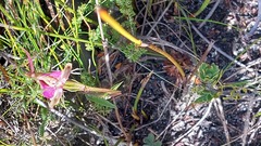 Disperis capensis capensis