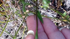 Disperis capensis capensis
