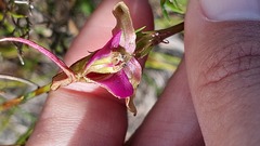 Disperis capensis capensis