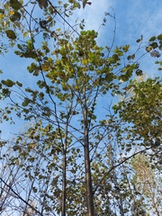 Alnus hirsuta