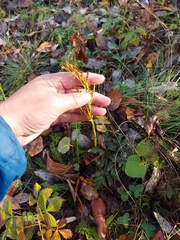 Sceptridium multifidum