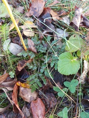 Sceptridium multifidum