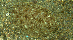 Pardachirus pavoninus