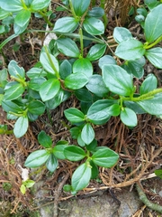 Peperomia urvilleana