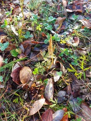 Sceptridium multifidum