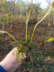 Sceptridium multifidum