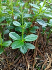 Peperomia urvilleana