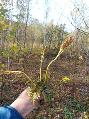 Sceptridium multifidum