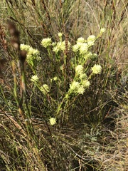 Thesium capitatum