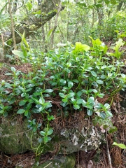 Peperomia urvilleana