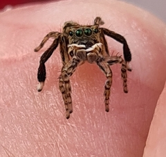 Maratus leo