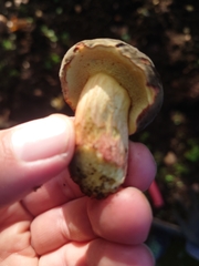 Xerocomellus dryophilus