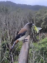 Dendrocitta formosae formosae