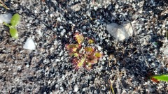 Drosera zeyheri