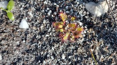 Drosera zeyheri