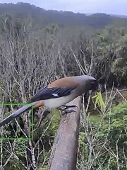 Dendrocitta formosae formosae