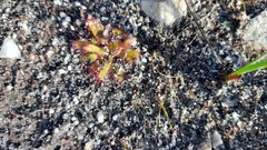 Drosera zeyheri