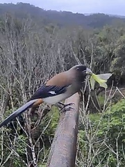 Dendrocitta formosae formosae