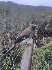 Dendrocitta formosae formosae