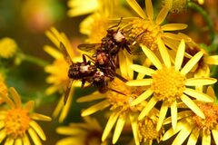 Sicus ferrugineus