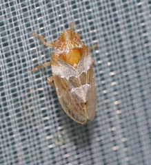 Tettigometra obliqua