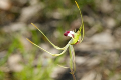 Caladenia tentaculata