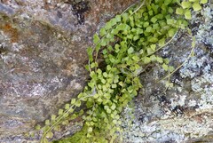 Asplenium flabellifolium