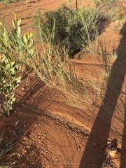 Grevillea wickhamii