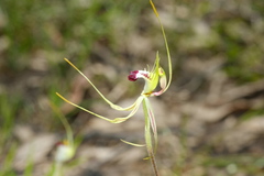 Caladenia tentaculata