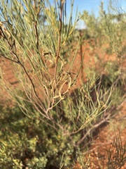 Grevillea wickhamii