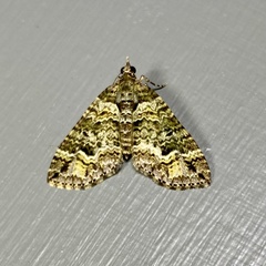 Crasilogia gressitti