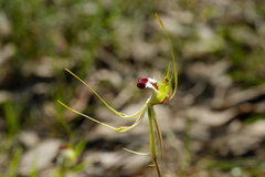 Caladenia tentaculata