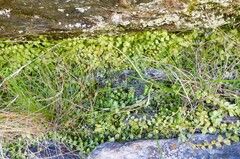 Asplenium flabellifolium