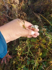 Achillea
