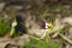 Caladenia tentaculata