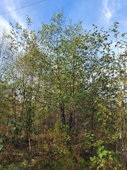 Alnus hirsuta