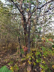 Alnus hirsuta