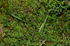 Caladenia tentaculata