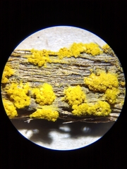 Oligonema verrucosum