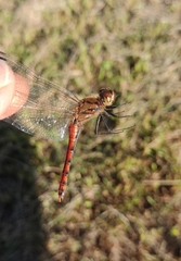 Sympetrum frequens
