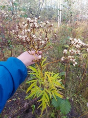 Jacobaea cannabifolia