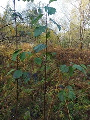 Alnus hirsuta