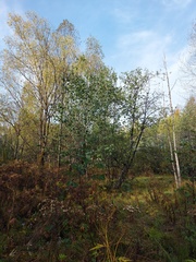 Alnus hirsuta