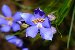Cheiranthera alternifolia