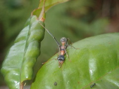 Myrmecia nigrocincta