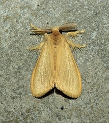 Euproctis crocea