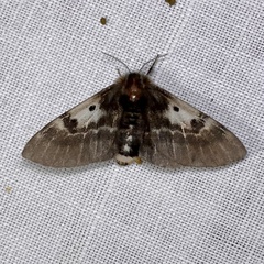 Nataxa flavescens